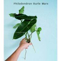 พร้อมส่ง โปรโมชั่น ฟิโลเดนดรอน Philodendron burle marx ตัดกิ่งสด พร้อมราก รับประกัน ไม้ใบฟิโลเดนดรอน house plant ไม้มงคล ส่งทั่วประเทศ พรรณ ไม้ น้ำ พรรณ ไม้ ทุก ชนิด พรรณ ไม้ น้ำ สวยงาม พรรณ ไม้ มงคล