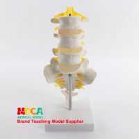 Three lumbar with sacral spinal 1:1 model natural medicine teaching MYZ007