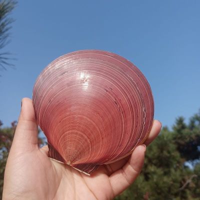 （READYSTOCK ）🚀 Natural Big Sea Conch Shell Sun Moon Shell Two-Color Marine Specimen Collection Fish Tank Scenery Decoration Home Ornaments Swing Plate YY