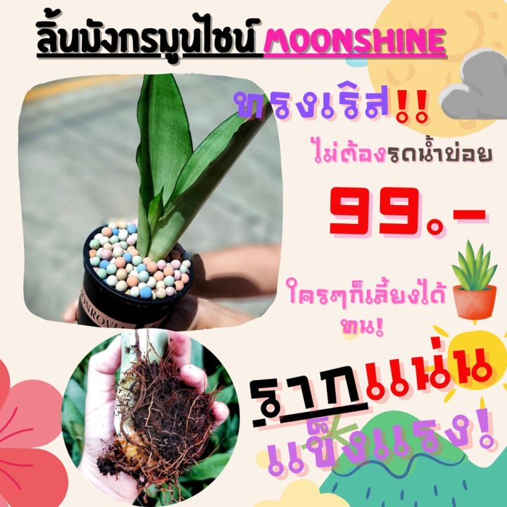 promotion-ลิ้นมังกรมูนไซน์-moonshine-79-promotion-เเถม-เซตกระถาง-ถาดรอง-รับไป-กำไรงาม-สุดคุ้มม-ต้นไม้-ฟอก-อากาศ-กระถาง-ต้นไม้-ไม้-ประดับ-ต้นไม้-ปลูก-ใน-บ้าน