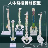 Human spine model of human spine model simulation teaching acupuncture furnishing articles bonesetting lumbar vertebra bone