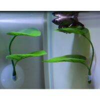 hot【cw】 Double-Layered Ornamental Rest Spawning Bed Hammock for Aquarium MAZI888