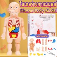 【IQ-Joy】Human Body Model โมเดลร่างกายมนุษย์ ของเล่นแนววิทยาศาสตร์ ทราบ ระบบร่างกายมนุษย์ เด็ก เกี่ยวกับการศึกษา ของเล่น