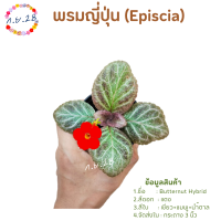 [46]พรมญี่ปุ่น "บัตเตอร์นัต ไฮบริด" (Butternut Hybrid)  ใบสีเขียว+ชมพู+น้ำตาล ดอกแดง ส่งในกระถาง 3