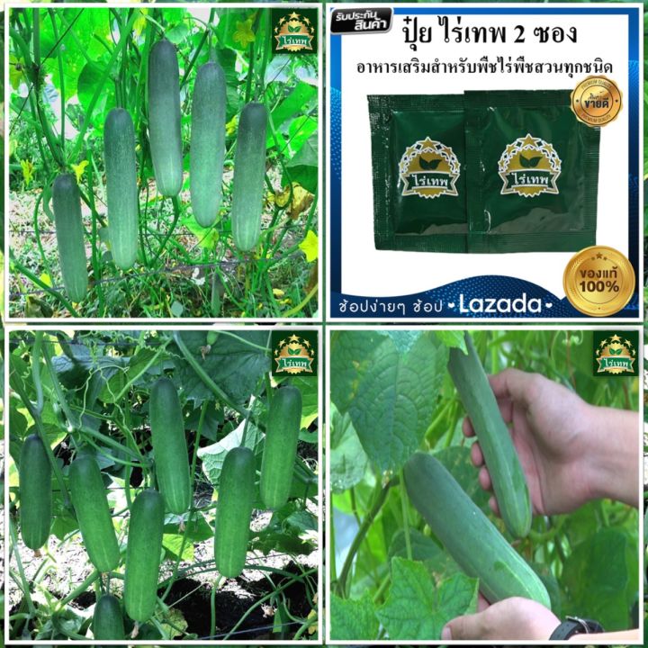 ปุ๋ย-ไร่เทพ-2-ซอง-สุดยอดอาหารเสริมพืชผักผลไม้-เพิ่มผลผลิต-พืชโตเร็ว-ปรับปรุงดิน