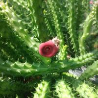 ?เก๋งจีน? Huernia schneideriana ขนาดความยาว 10-12 ซม. ต้นแคคตัส ต้นกระบองเพชร(กรุณาอ่านรายละเอียดก่อนทำการสั่งซื้อครับ)