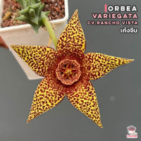 เก๋งจีน Orbea variegata cv.rancho vista กระบองเพชร cactus&amp;succulent