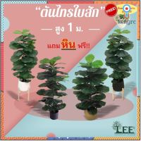 (ต้นไม้คลาสสิค!) ต้นไทรใบสัก เสมือนจริง สูง 1เมตร ทรงทาวเวอร์ ใบใหญ่ หนา ดัดทรงง่าย #ต้นไม้ปลอมตกแต่งบ้าน Leeartplants สินค้ามีจำนวนจำกัด