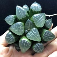 ( Pro+++ ) (yueys)Haworthia Tsukikage 6-7cm กุหลาบหินนำเข้า ไม้อวบน้ำ Succulents (ไลทอป Lithops แคคตัส cactus เพชร) ราคาคุ้มค่า พรรณ ไม้ น้ำ พรรณ ไม้ ทุก ชนิด พรรณ ไม้ น้ำ สวยงาม พรรณ ไม้ มงคล