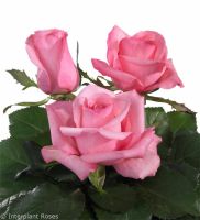 10 เมล็ด กุหลาบ Hybrid Tea Rose สายพันธุ์ Lovely Jubilee สีชมพู สามารถปลูกในประเทศไทย ส่งพร้อมคู่มือ ออกดอกทั้งปี