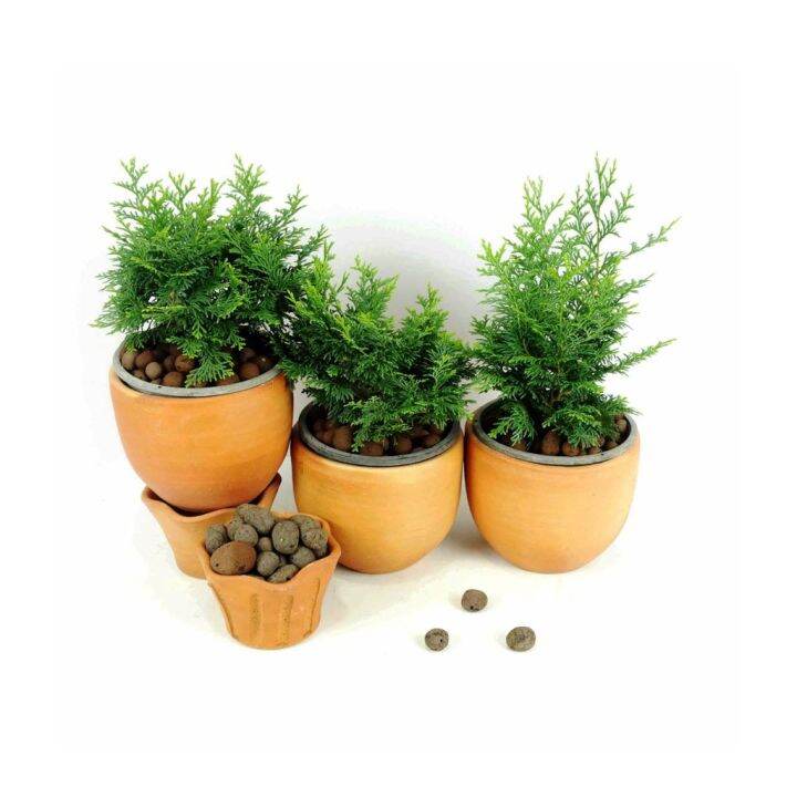 woww-สุดคุ้ม-t307-สนฮิโนกิแบบพุ่ม-hinoki-cypress-กระถาง-6-นิ้ว-สูง-20-25-cm-ต้นไม้ประดับแนวญี่ปุ่น-นำไปดัดเป็นสนบอนไซก็ได้-ราคาโปร-พรรณ-ไม้-น้ำ-พรรณ-ไม้-ทุก-ชนิด-พรรณ-ไม้-น้ำ-สวยงาม-พรรณ-ไม้-มงคล