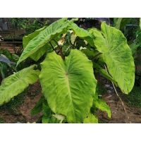 (โปร++) เมล็ดมิโดริ Colocasia Midori Sourพร้อมชุดเพาะชำ มีเก็บเงินปลายทาง ส่วนลด เมล็ดพันธุ์ พันธุ์ข้าว เมล็ดหญ้า เมล็ดข้าวโพด