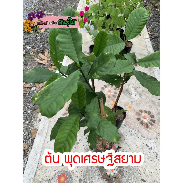 สุดคุ้ม-ต้น-พุดเศรษฐีสยาม-พร้อมส่ง-ราคาถูก-พรรณ-ไม้-น้ำ-พรรณ-ไม้-ทุก-ชนิด-พรรณ-ไม้-น้ำ-สวยงาม-พรรณ-ไม้-มงคล