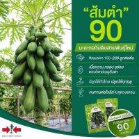 เมล็ดพันธุ์มะละกอลูกผสม ส้มตำ 90 350 เมล็ด