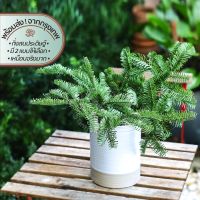 Cypress Pine &amp; Momi Fir Branch | กิ่งสนเทียม | ต้นไม้ ดอกไม้ ใบไม้ ไม้เลื้อย ไม้ประดับ เทียม ปลอม ประดิษฐ์ เหมือนจริง กิ่ง ก้าน กระถาง แจกัน ตกแต่ง บ้าน