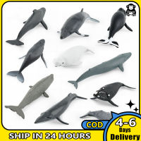 จำลองทะเล Sea Life ปลาวาฬ Figurines Beluga หลังค่อมปลาวาฬแอ็คชั่นมหาสมุทรสัตว์รุ่นเครื่องประดับของเล่น