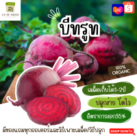 เมล็ดพันธุ์บีทรูท 100เมล็ด อัตราการงอก95% ปลูกง่าย โตไว(มีของแถมเป็นเมล็ดผักกวางตุ้งทุกออเดอร์)