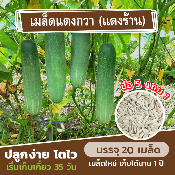 เมล็ดพันธุ์ แตงกวา (แตงร้าน) แบ่งขาย 20 เมล็ด (ซื้อ 5 แถม 1)