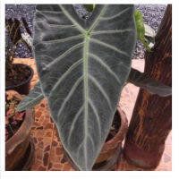 Alocasia candelabra จัดส่งเป็นหัวเหง้า