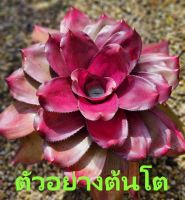 สับปะรดสี Neoregelia Purple Philippines จำนวน 1 ต้น จัดส่งแบบถอดกระถาง ต้นไม้มงคล ต้นไม้ฟอกอากาศ