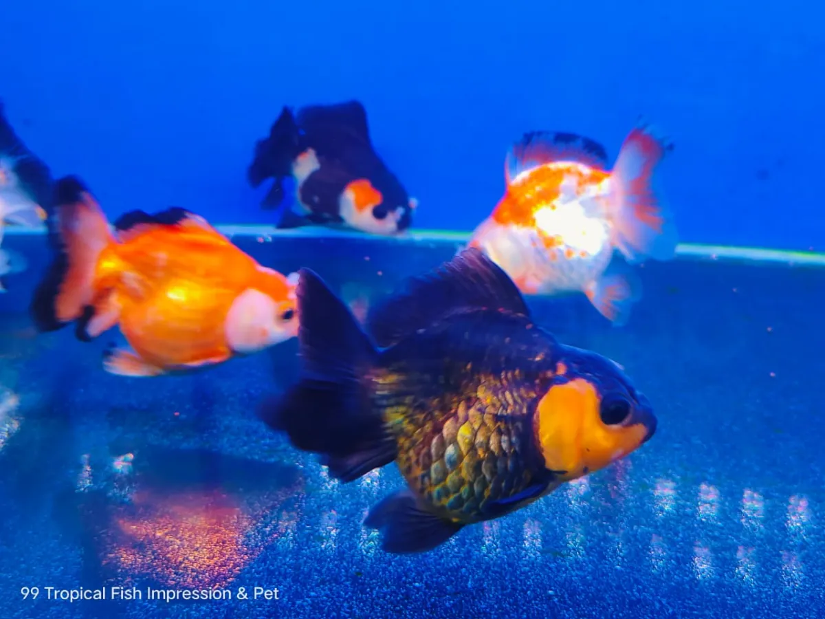 Offer Grade Size L Short Body Ryukin Goldfish 等级短身琉金金鱼 Lazada