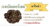 เมล็ดพันธุ์ผักสลัด เรดบัตเตอร์เฮด (มาใหม่)  พร้อมวิธีการเพาะและปลูกผัก