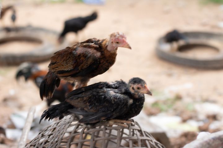 ยารักษาหวัดหน้าบวม-ไก่ป่วย-ขี้เขี้ยวขี้ขาว