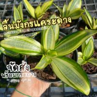 (ส่งไว)ต้นลิ้นมังกรแคระด่าง ( SANSEVIERIA TRIFASCIATA GOLDEN HAHNII ) ต้นไม้ฟอกอากาศ ต้นไม้มงคล ต้นไม้ฟอกอากาศ จิ๋ว(ต้นไม้ส่งทั้งกระถาง)