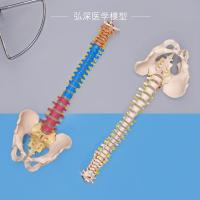 Lumbar spine model of the human body vertebra pelvis model with coccyx sacral bone disc nerve leg orthopedic medicine