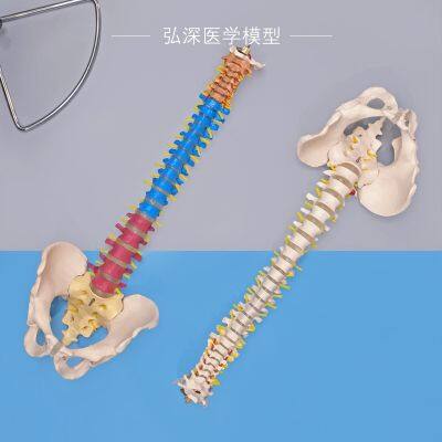 Lumbar spine model of the human body vertebra pelvis model with coccyx sacral bone disc nerve leg orthopaedic teaching