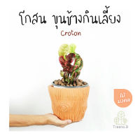 Treeno.9 T378 โกสน ขุนช้างกินเลี้ยง - ไม้มงคล (Croton) ถุง 6 นิ้ว สูง 30-50 ซม. / ไม้ประดับ ใบสวยงาม (ต้นไม้)