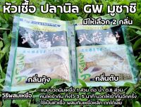 หัวเชื้อ ปลานิล GW มูซาชิ