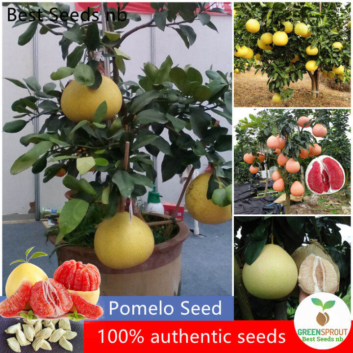 (1ซอง30เมล็ด) เมล็ดพันธุ์ ต้นส้มโอ Pomelo Seed (Fruit Seeds for