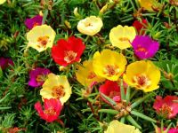 20 เมล็ดพันธุ์ เมล็ด คุณนายตื่นสาย หรือ แพรเซี่ยงไฮ้ Portulaca grandiflora Seed อัตราการงอก 80-85%