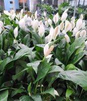 เดหลีใบมัน (Peace Lily) จัดส่งพร้อมกระถาง 3นิ้ว ม้มงคลที่ช่วยส่งเสริมให้ผู้ปลูกมีอายุมั่นขวัญยืน และนำโชคลาภ