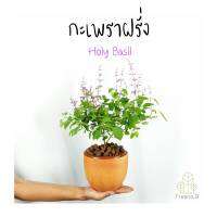 Treeno.9 T411 กะเพราฝรั่ง  HolyBasil ส่งแบบ ถุงดำ 6 นิ้ว สมุนไพรกลิ่นหอม ดอกเล็กสีสวย สรรพคุณประโยชน์มากมาย  สูง 35-40 cm.