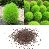 เมล็ดพันธุ์ หญ้ากอเชีย Kochia scoparia burning bush 10 เมล็ด เมล็ดพันธุ์นำเข้าจาก อังกฤษ เมล็ดเพาะปลูก