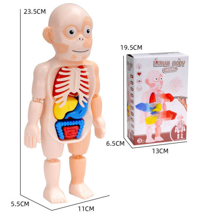 3d-ร่างกายมนุษย์รุ่น-montessori-เด็กยุ่งของเล่น-diy-อวัยวะการเรียนรู้ของเล่นกายวิภาคศาสตร์ประกอบจอแสดงผลของเล่น