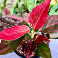 เมล็ด ขันหมากราชาแดง อโกลนีมา Aglaonema Red Velvet / red vein สีเปิดสวยมาก ️(ขายต้นในภาพเลยค่ะ) ไม้สะสม ไม้หายาก