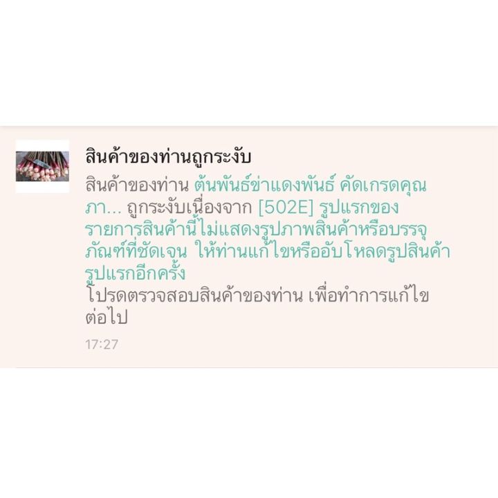 pro-สุดคุ้ม-ต้นพันธ์ข่าแดง-อ่านรายละเอียดให้ครบ-สงสัยถามได้-ราคาคุ้มค่า-พรรณ-ไม้-น้ำ-พรรณ-ไม้-ทุก-ชนิด-พรรณ-ไม้-น้ำ-สวยงาม-พรรณ-ไม้-มงคล