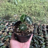 Woww สุดคุ้ม Alocasia Black Velvet อโลคาเซียแบลคเวลเวท ราคาโปร พรรณ ไม้ น้ำ พรรณ ไม้ ทุก ชนิด พรรณ ไม้ น้ำ สวยงาม พรรณ ไม้ มงคล