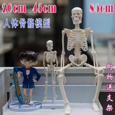 Human bones 20 cm model 45 bone color 85 removable medical teaching yoga fitness toys skeleton skeleton
