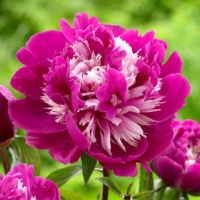 20 เมล็ด เมล็ดโบตั๋น ดอกโบตั๋น ดอกพีโอนี (Peony) สีชมพู Celebrity ดอกไม้นี้​เป็นสัญลักษณ์ของความมั่งคั่งร่ำรวย ความซื่อสัตย์ อัตรางอก 70-80%