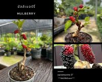 ต้นหม่อน มัลล์เบอร์รี่ Mulberry บอนไซจิ๋ว ผลไม้สีแดง บอนไซ หม่อนเบอร์รี่