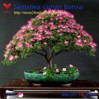 จามจุรีแคระ Samanea saman bonsai (10เมล็ด)