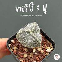 แอสโตร มายริโอ้ 3 พู Astrophytum Myriostigma แคคตัส กระบองเพชร cactus&amp;succulent