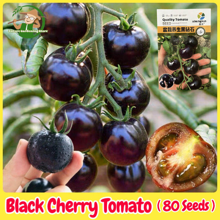 Fresh Organic Legit Black Cherry Tomato Seeds for Planting (80 Seed) High Yield Bonsai Cherry