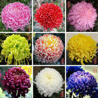 ขายส่ง 200 เมล็ด เมล็ดพันธุ์ดอกเบญจมาศ Chrysanthemum คริสแซนติมั่ม ดอกมัม แทนซี่ ดอกเบญจทรัพย์ ดอกเก็กฮวยขาว เบญจมาศสวน เบญจมาศหนู ดอกขี้ไก่ เบญจมาศ ดอกไม้มงคล ไม้ตัดดอก ดอกไม้มงคลแห่งเอเซีย ดอกไม้แห่งจักรพรรดิญี่ปุ่น ชาดอกเบญจมาศ ไม้ดอก ไม้ดอกไม้ประดับ