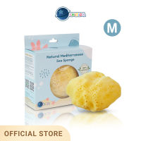 Chitida Natural Mediterranean Sea Sponge  ฟองน้ำธรรมชาติ 100% ชนิด Fine Silk  Size M สำหรับอาบน้ำ