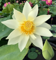 10 เมล็ดบัว สายพันธุ์  Nanjing Noble Lotuses Flower Seeds สีขาว บัวหลวงนอก บัวสาย บัวไหว้พระ ดอกใหญ่ ประดับบ้าน ตกแต่งสวน